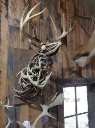 Antler Deer – Yee Haw Ranch Outfitters