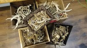 Deer Antler (Deposit) | Barnes Hide and Fur