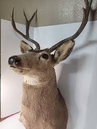 Mule Deer Head Mount Taxidermy Cabin Decor Hunt Horn Colorado | eBay