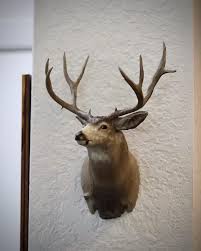 MONSTER Muley Buck Miniature Shoulder Mount - Etsy