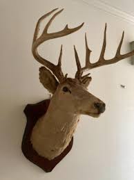 Genuine Taxidermy Mounted 16 point Buck from South Dakota | EstateSales.org