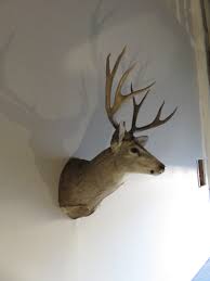 Mule Deer Shoulder Mount DM-115 – Mounts For Sale