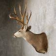Mule Deer Taxidermy Shoulder Mount For Sale #19933 - The Taxidermy Store