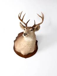 Vintage 5 Point Buck Deer Head & Shoulder Taxidermy Mount