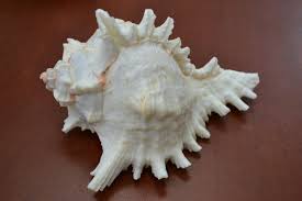 WHITE MUREX RAMOSUS SEA SHELL BEACH CRAFT DECOR 6" - 6 1/2 ...