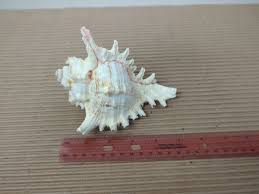 Natural Conch Sea Shell Murex Ramosus 5" x 4" Pink Hues ...