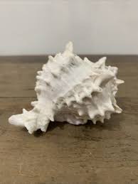 Small conch shell, 4." large, natural di | eBay