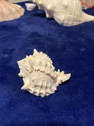 Vintage Horned Conch Seashell Shell home Decor Pink Gorgeous ...