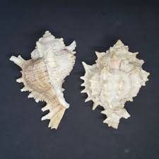 2 Murex Shells Natural 4in Long Pink White Stripes Spikes ...