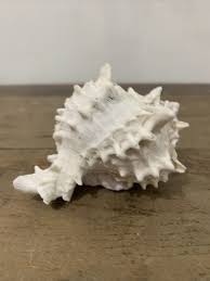 Small conch shell, 4." large, natural di | eBay