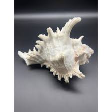 Chicoreus Ramosus Ramose Murex Branched Spiky Conch Large ...