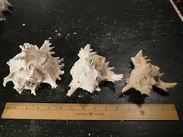 3 Frilly Conch 7" to 5-1/2" Pink, Yellow & Orange Interior ...