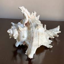 murex ramosus large spiked sea shell conch | eBay