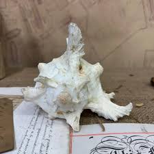 Antique Ramose Murex Snail Seashell - Etsy