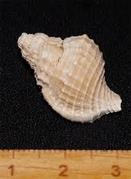 Exceptional large Eocene gastropod Sassia arguta from ...