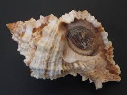 Very Cool...PHYLLONOTUS POMUM w/o~55.2mm~Clearwater, Florida ...