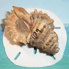 45.9mm Bursa Alanbeuella Corrugata Corrugated, GAUDY FROG ...