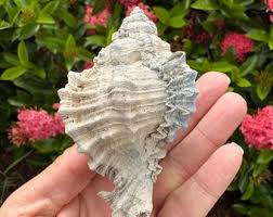 Multicolor (blue and Tan) Murex Shell Fossil - Etsy