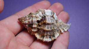 Apple Murex (Phyllonotus pomum) · iNaturalist