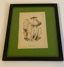 Fungi Illustrations, Vintage, by Rose Ellenby set of 2 | eBay