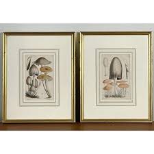 19th Century Hand Painted Mushroom Study Lithographs by ...