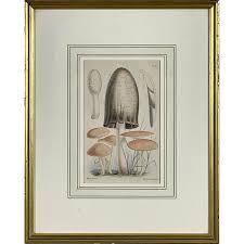 Mid 19th Century Hand Painted Mushroom Study Lithographs ...