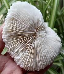 F3511 Natural Beautiful White mushroom Coral Fossil Specimen ...