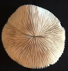 Natural Large Bone White Mushroom Coral Museum Quality 5.5 ...
