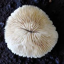 Natural Mushroom Coral Decorative Aquarium, Seashell Ocean ...