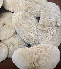 Mushroom Coral Hermit Crab Calcium | Hermit Crab Foraging - Etsy