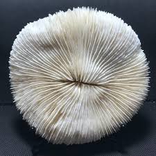 370g 5in Natural Coral piece White Coral Mushroom Aquarium ...