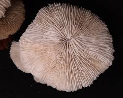 Vintage Mushroom Coral Skeletons on Wood Folk Art Pieces, 4.5" and 7" Diameters & Heights, Broken Edges, Chips and Stains, Mushroom Tree Art - Etsy