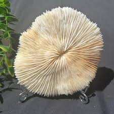 Natural White Mushroom Coral, Fungia Scutaria, Rare, Coral, Sea, Mushroom, Decorative, Gift, Unique - Etsy Israel