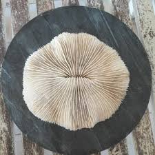 XXL Huge Rare Real Natural White Mushroom Coral, White Coral, Coastal Decor - Etsy Australia