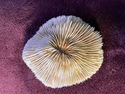 This has been in my oddities collection for years. I have no idea where it came from or what it's made of. Seems oceanic possibly but I have no clue. Are fossilized