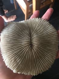 What is this? : r/fossilid