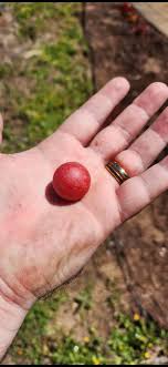 What are these hard, red balls I keep finding in my backyard ...