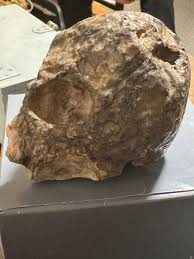 Skull - Fossil ID - The Fossil Forum