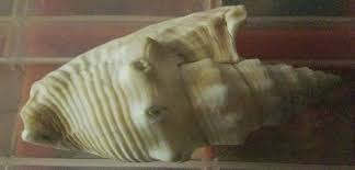 Strombus hawaiiensis, Rare Hawaiian Shell, 98.1mm, Hawaii ...