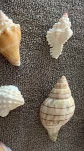 Custom Sanibel Collection 2. Specimen Quality Instant Shell ...