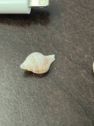What are the names of these seashells?
