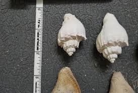 Genuine Florida Seashell Small Size For Decoration and Parties