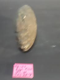 Carved Rock Fish Dominican Republic - Etsy