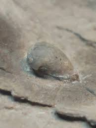 Associated Fossils From Different Species Together - Page 2 ...