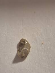 What did I just find in my burger?? : r/Whatisthis