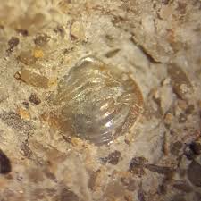 Trachypora elegantula (coral) Size- 5 cm in Height Middle ...