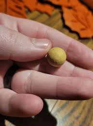 Clay marble found in back yard of 100 year old house : r/Marbles