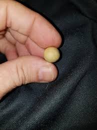 Does anyone know if small round rocks (this one is quartzite) were ever made by any indigenous native people of Louisiana? More details in the comments. : r/Archaeology