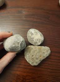 What are these fossilized rocks and petoskeys?