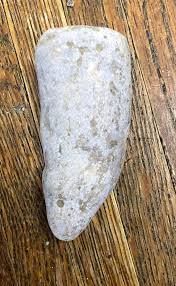 Horn Coral Fossils | for Collections or Display | Rugosa ...